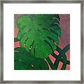 Cheese Plant #3 Framed Print