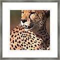 Cheetah Profile Framed Print