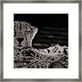Cheetah Snoozing In The Sun Framed Print