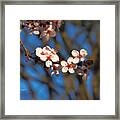 Cherry Blossom Grouping Framed Print