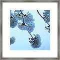 Cherry Blossoms Series Blu Elettrico Framed Print