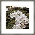 Cherry Blossoms 5 Framed Print