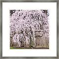 Cherry Blossoms In Maryland Framed Print