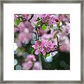 Cherry Blossoms Framed Print