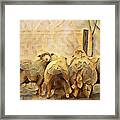 Chester County Sheep Framed Print