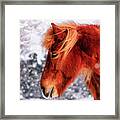 Chestnut Horse In The Snow Framed Print