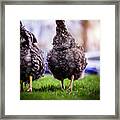 Chicken Butts Framed Print