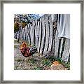 Chickens Of Plymouth Framed Print
