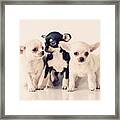Chihuahua Puppies Framed Print