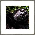 Chimpanzee Portrait Framed Print