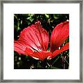 Chinese Hibiscus Framed Print