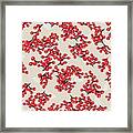 Chinese Red Berries Framed Print