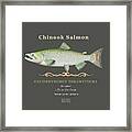 Chinook Salmon Oncorhynchus Tshawytscha Framed Print