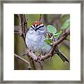 Chipping Sparrow #3071 Framed Print