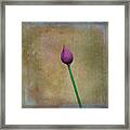 Chive Bud Framed Print