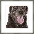 Chocolate Lab And Frisbee Framed Print