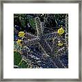 Cholla Cactus Blossoms Framed Print