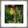 Chorus Of Tulips And Daffodils Framed Print