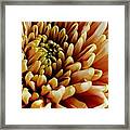 Golden Fall Chrysanthemum Framed Print