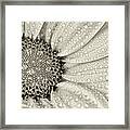 Chrysanthemum Macro Bw 1 Framed Print