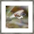 Cicada On Pineapple Tree In Summer Light Framed Print