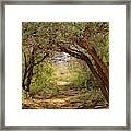 Clearing In The Woods Framed Print