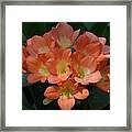 Clivia Blooms In Warm Orange Framed Print