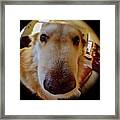 Close In Doggy Framed Print