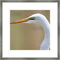 Close Up Egret Framed Print