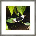 Close-up Of A Cydno Longwing (heliconius Cydno) Butterfly On A Stem Framed Print