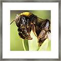 Close Up Of An Earth Bumblebee Framed Print