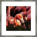 Head American Flamingo, Phoenicopterus Ruber, From Bushes Framed Print