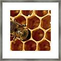 Close-up Of One Bee On Honeycomb Framed Print