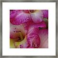 Close-up Of Pink Iris Flowers Framed Print