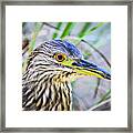 Close Up Of Yellow Crowned Night Heron Framed Print