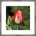 Closed Blossom Of Tulipa Agenensis In The Village Garden. Love Emotion. Beskydy, Czech Republic. Europe Flowers. Summer Flowers. Red And Yellow. Outdoors Florist's. Framed Print