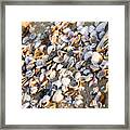 Closeup Of Cockle Shells On Sandy Beach Framed Print
