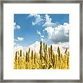 Closeup Of Golden Wheat Ears In Field In Summer Season Framed Print