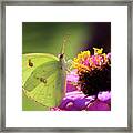 Cloudless Sulfur Butterfly On Zinnia Framed Print