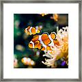 Clownfish Framed Print