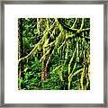 Coastal Rain Forest In Alaska Framed Print