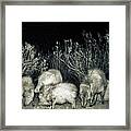 Collared Peccary Or Javelina Herd  At Night Framed Print
