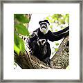 Colobus Monkey Framed Print