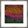 Color At The Edge Of The Marsh Framed Print