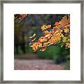 Color Of Fall Framed Print