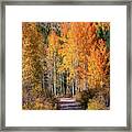 Colorado Fall Colors Framed Print