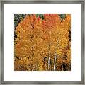 Colorado Fall Colors Framed Print