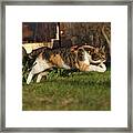 Colored Domestic Cat Jumps Over Bed Of Roses Framed Print