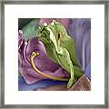 Colored Lily 3 Framed Print