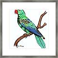 Colorful African Parrot Day 2 Challenge Framed Print
